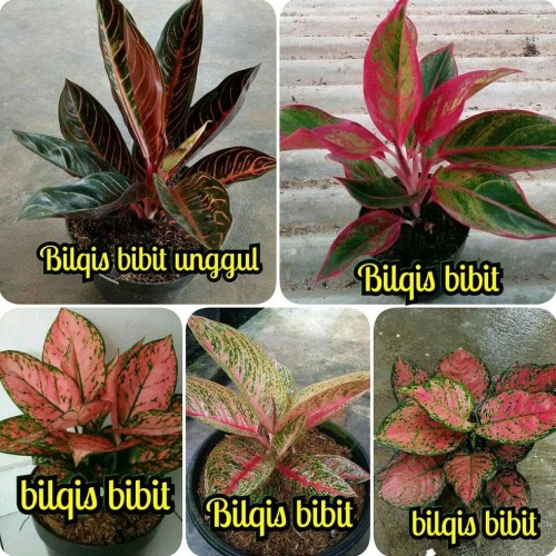 Detail Gambar Bunga Aglonema Red Nomer 47