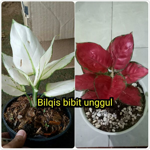 Detail Gambar Bunga Aglonema Red Nomer 50