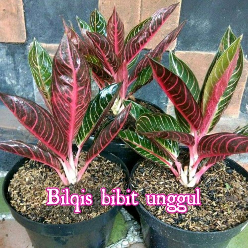 Detail Gambar Bunga Aglonema Red Nomer 51