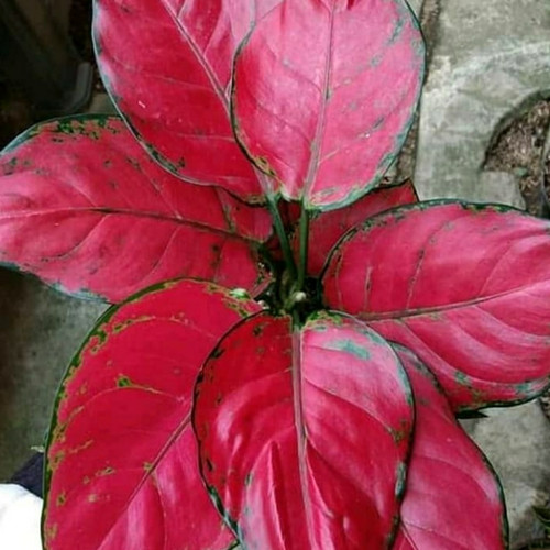 Detail Gambar Bunga Aglonema Red Anjamani Nomer 11