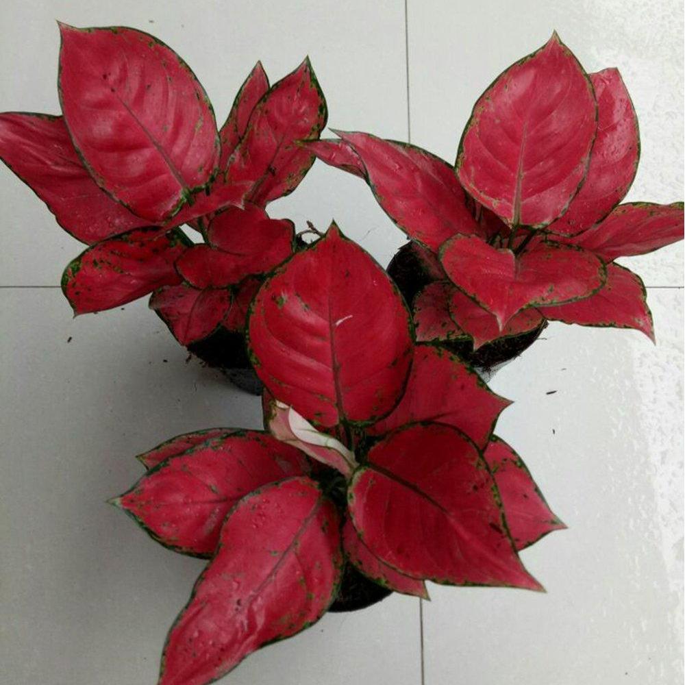 Detail Gambar Bunga Aglonema Red Anjamani Nomer 5
