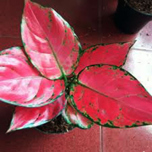 Detail Gambar Bunga Aglonema Red Anjamani Nomer 42