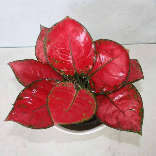 Detail Gambar Bunga Aglonema Red Anjamani Nomer 44