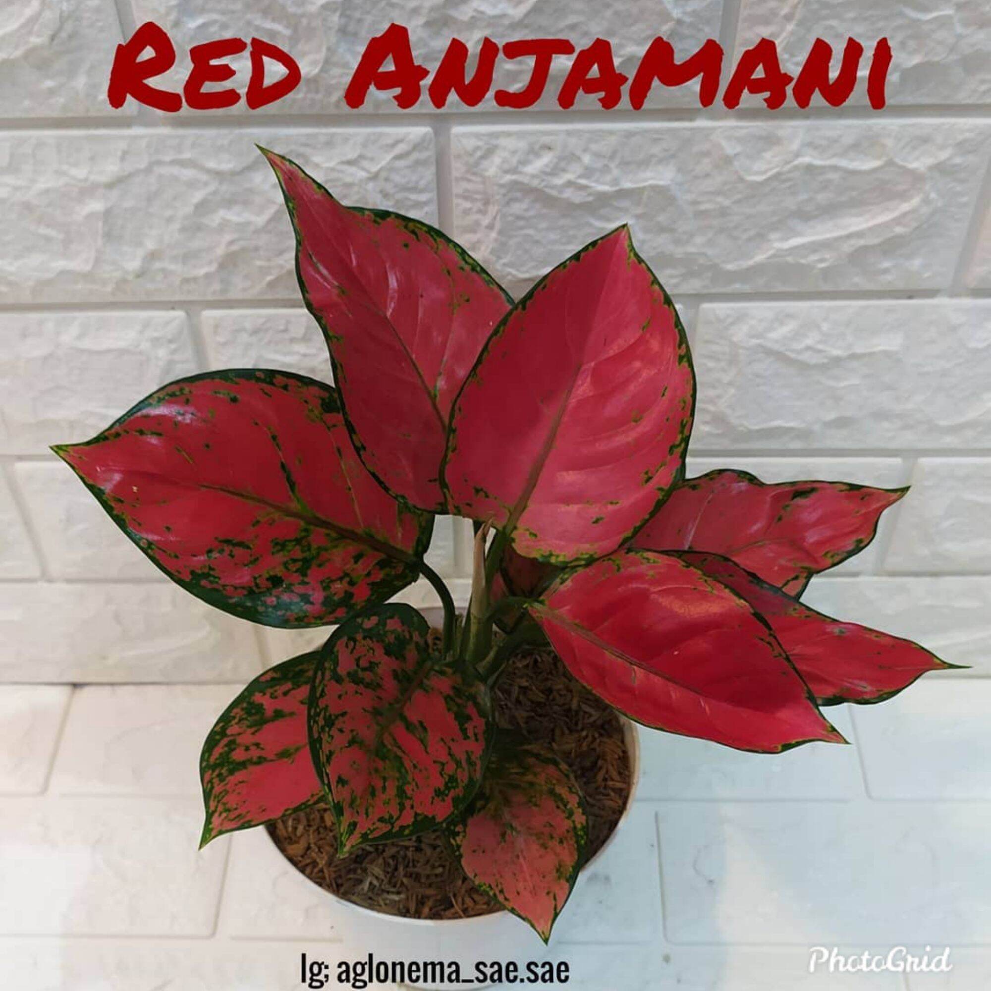 Detail Gambar Bunga Aglonema Red Anjamani Nomer 47