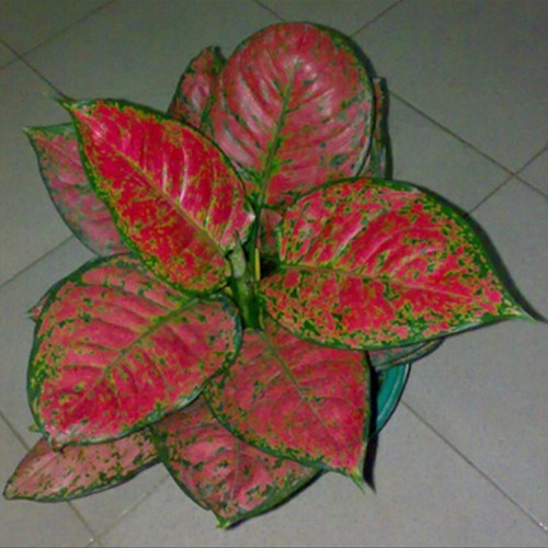 Detail Gambar Bunga Aglonema Red Anjamani Nomer 48