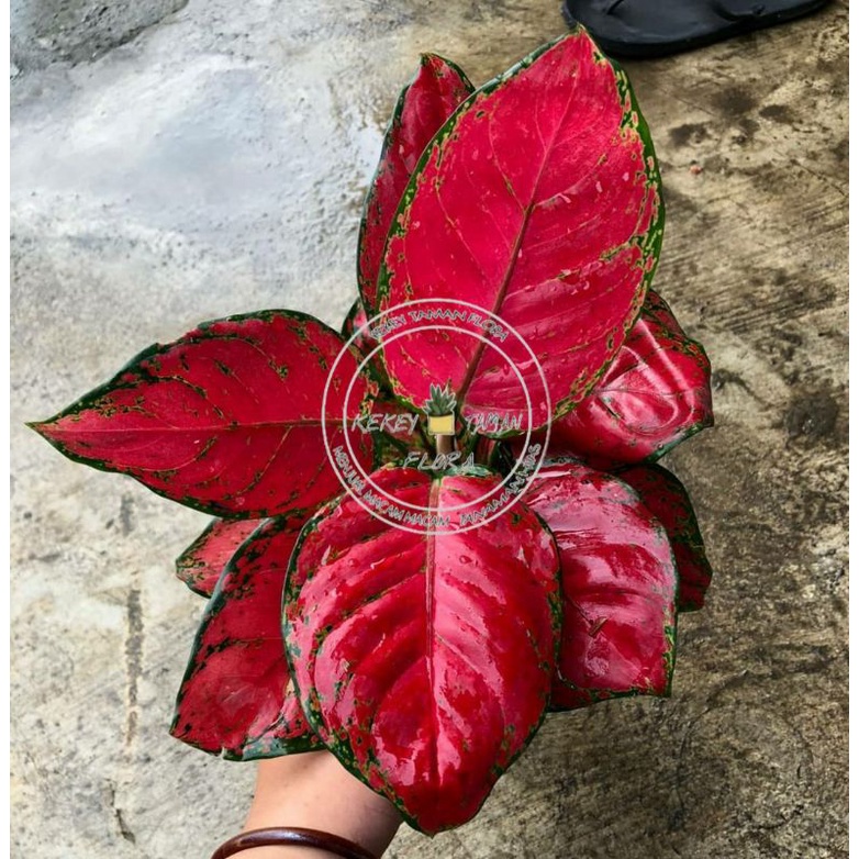 Detail Gambar Bunga Aglonema Red Anjamani Nomer 54