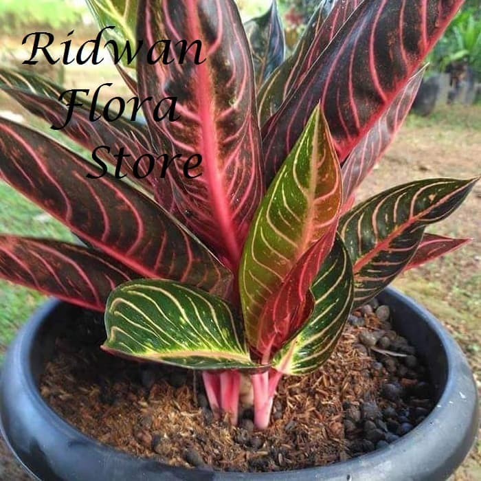 Gambar Bunga Aglonema Red Sumatra - KibrisPDR