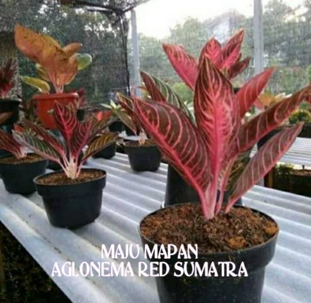 Detail Gambar Bunga Aglonema Red Sumatra Nomer 2