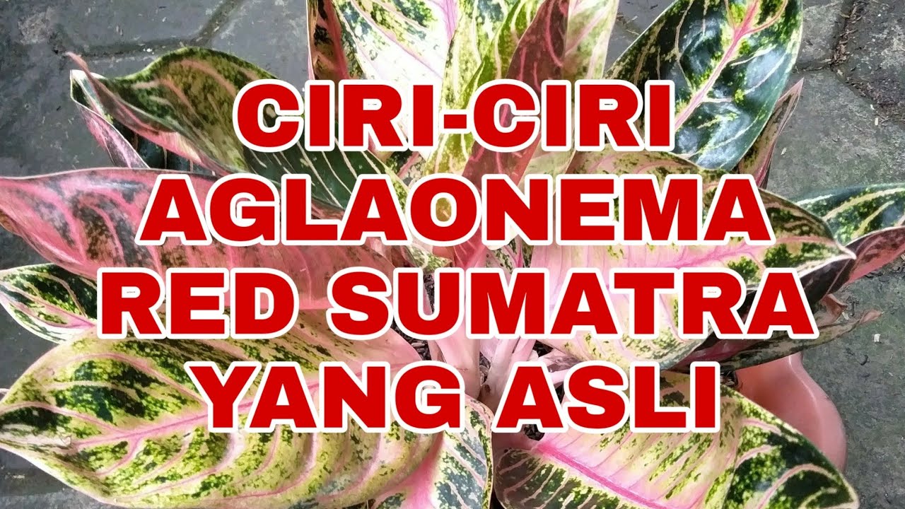 Detail Gambar Bunga Aglonema Red Sumatra Nomer 14