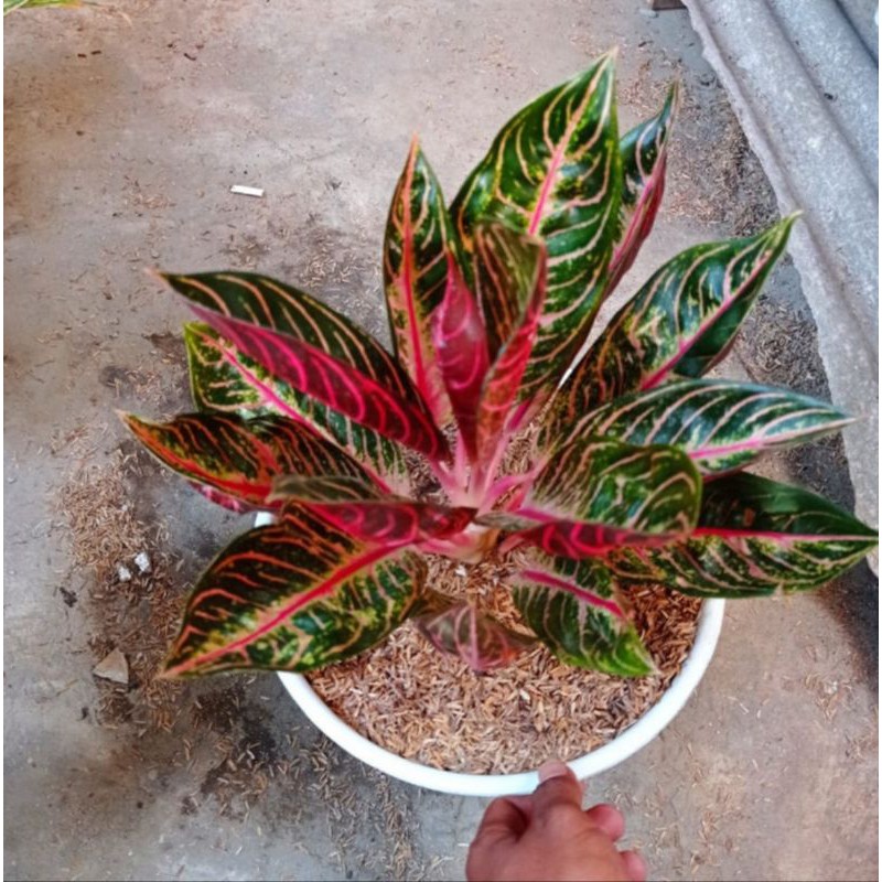 Detail Gambar Bunga Aglonema Red Sumatra Nomer 18