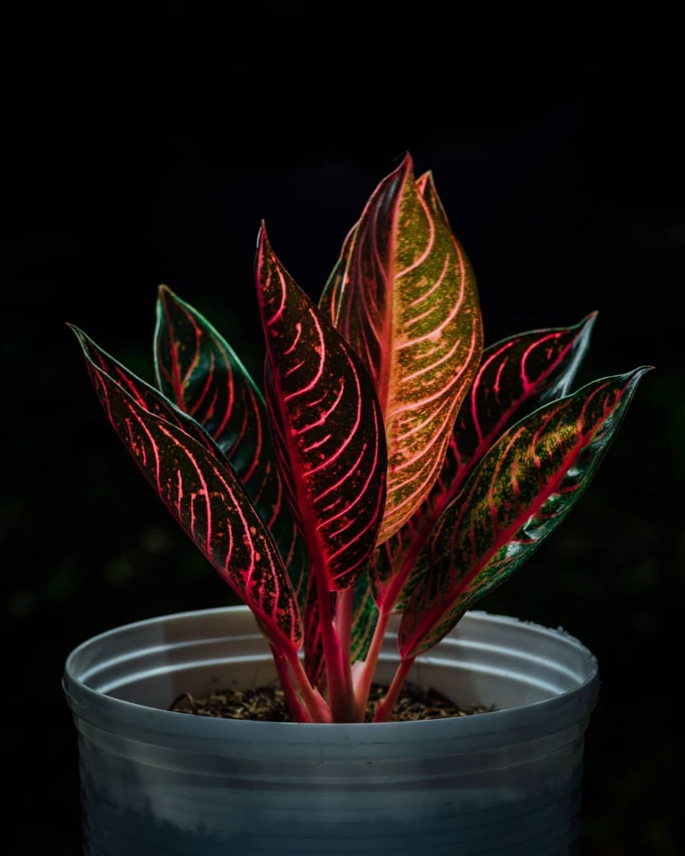 Detail Gambar Bunga Aglonema Red Sumatra Nomer 30