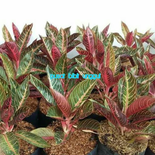 Detail Gambar Bunga Aglonema Red Sumatra Nomer 31