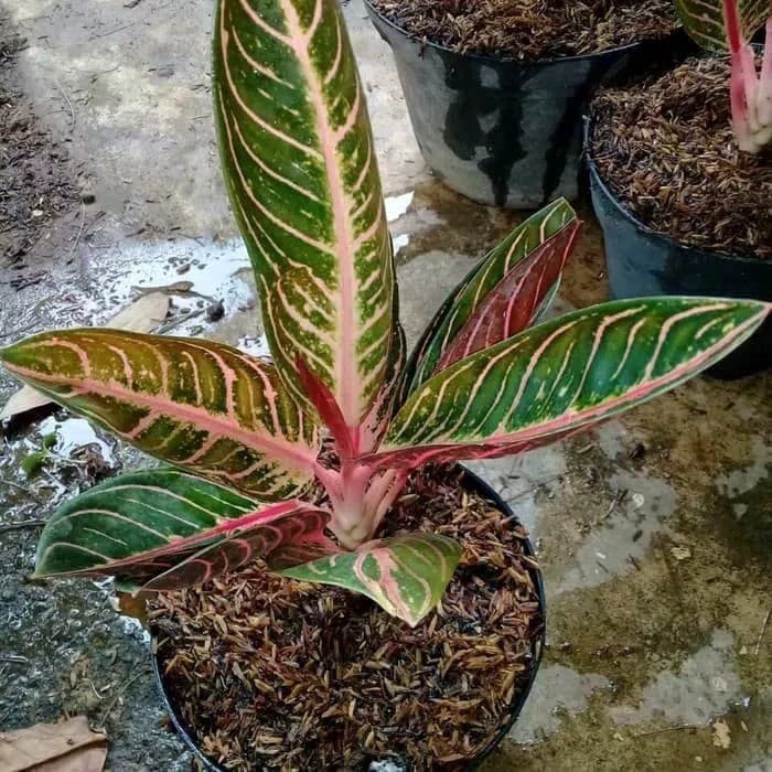 Detail Gambar Bunga Aglonema Red Sumatra Nomer 36