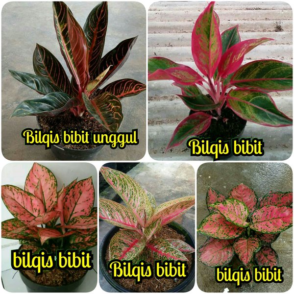 Detail Gambar Bunga Aglonema Red Sumatra Nomer 39