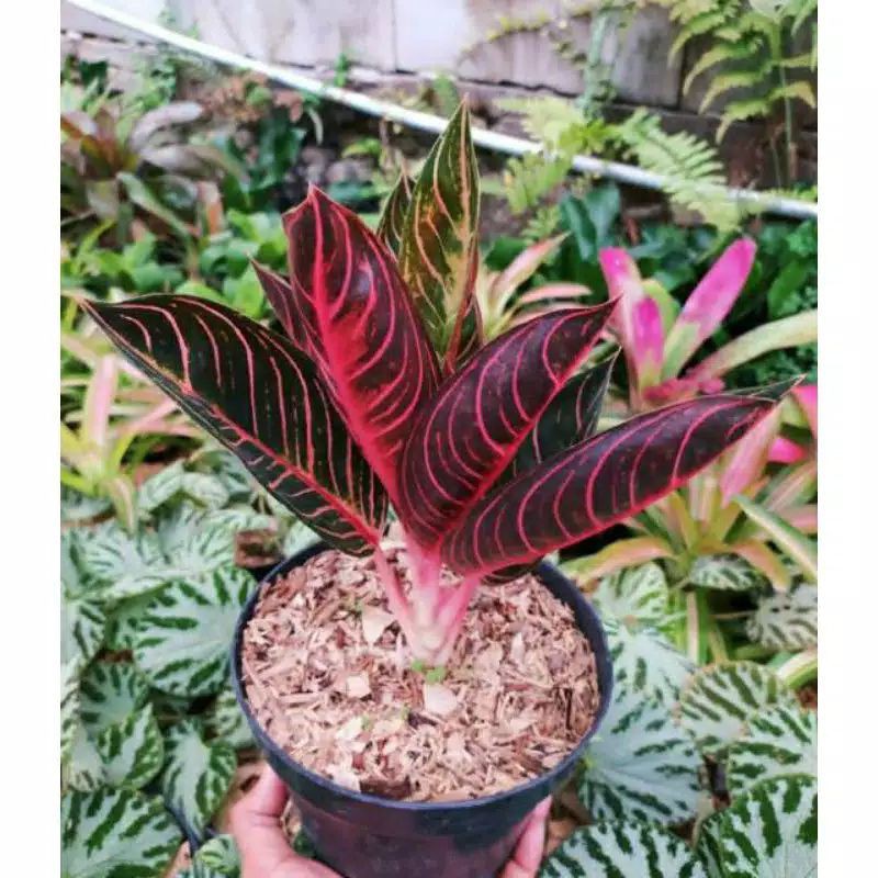 Detail Gambar Bunga Aglonema Red Sumatra Nomer 50