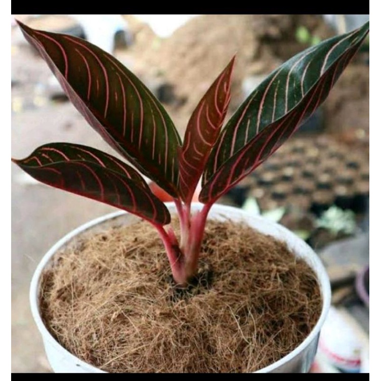 Detail Gambar Bunga Aglonema Red Sumatra Nomer 54