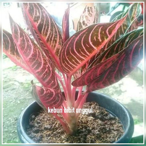 Detail Gambar Bunga Aglonema Red Sumatra Nomer 9