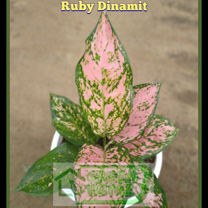 Detail Gambar Bunga Aglonema Ruby Nomer 42