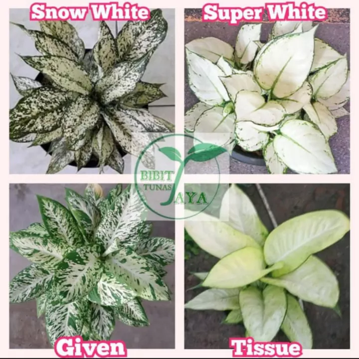 Detail Gambar Bunga Aglonema Snow White Nomer 28