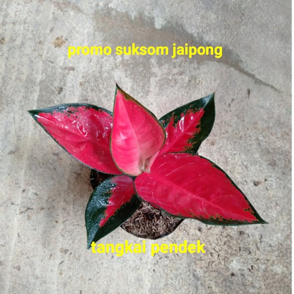 Detail Gambar Bunga Aglonema Suksom Nomer 44