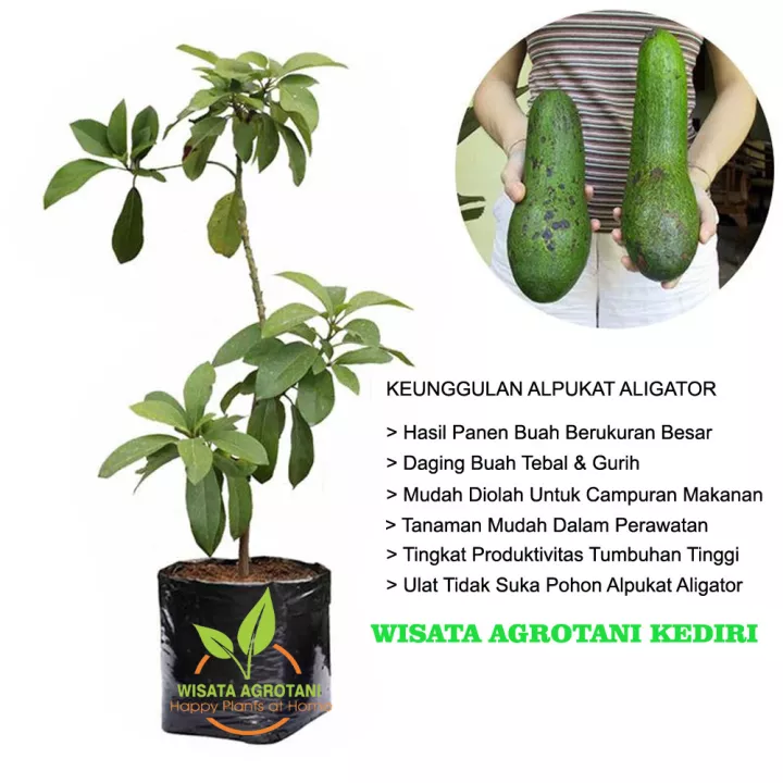 Detail Gambar Bunga Alpukat Nomer 21