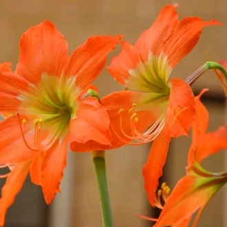 Detail Gambar Bunga Amarilis Nomer 53