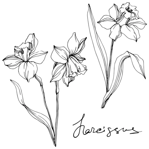 Detail Gambar Bunga Amarilis Sketsa Nomer 13