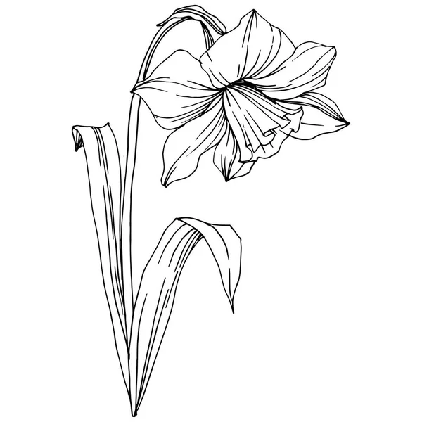 Detail Gambar Bunga Amarilis Sketsa Nomer 21