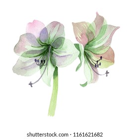 Detail Gambar Bunga Amarilis Sketsa Nomer 48
