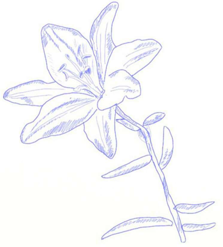 Detail Gambar Bunga Amarilis Sketsa Nomer 9