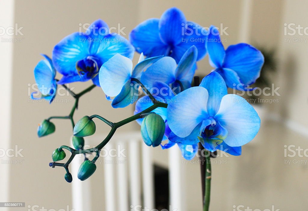 Detail Gambar Bunga Anggrek Biru Nomer 38