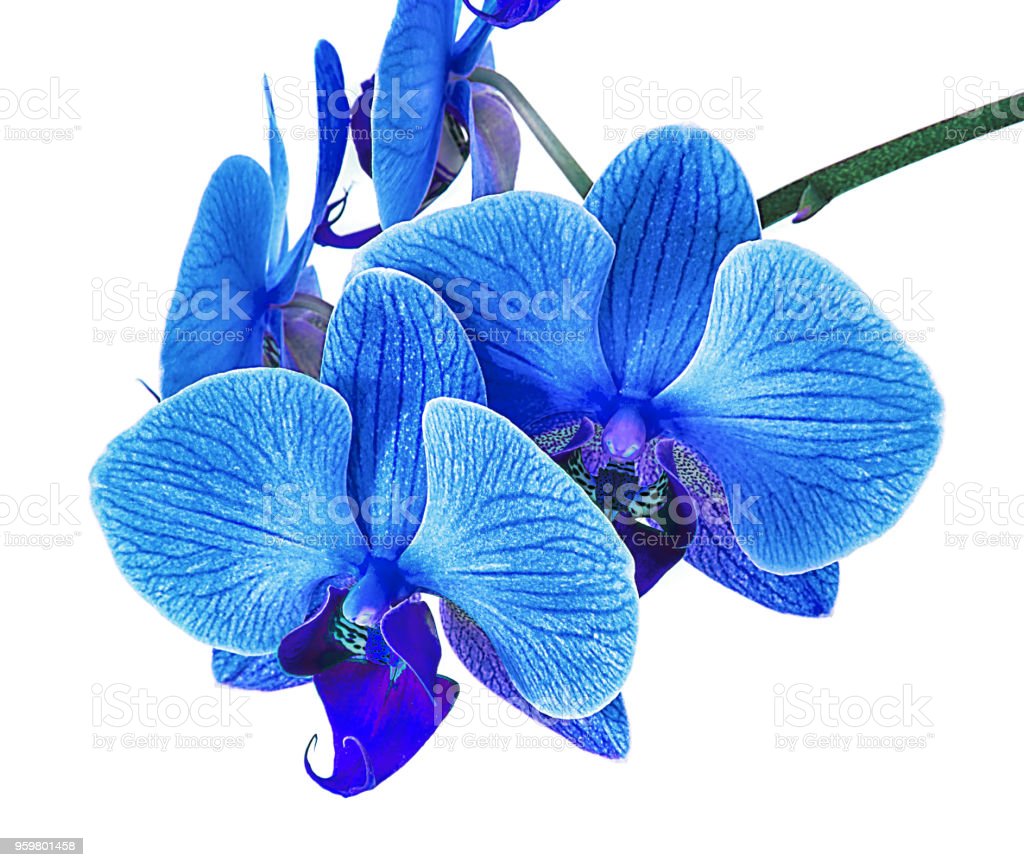 Detail Gambar Bunga Anggrek Biru Nomer 56