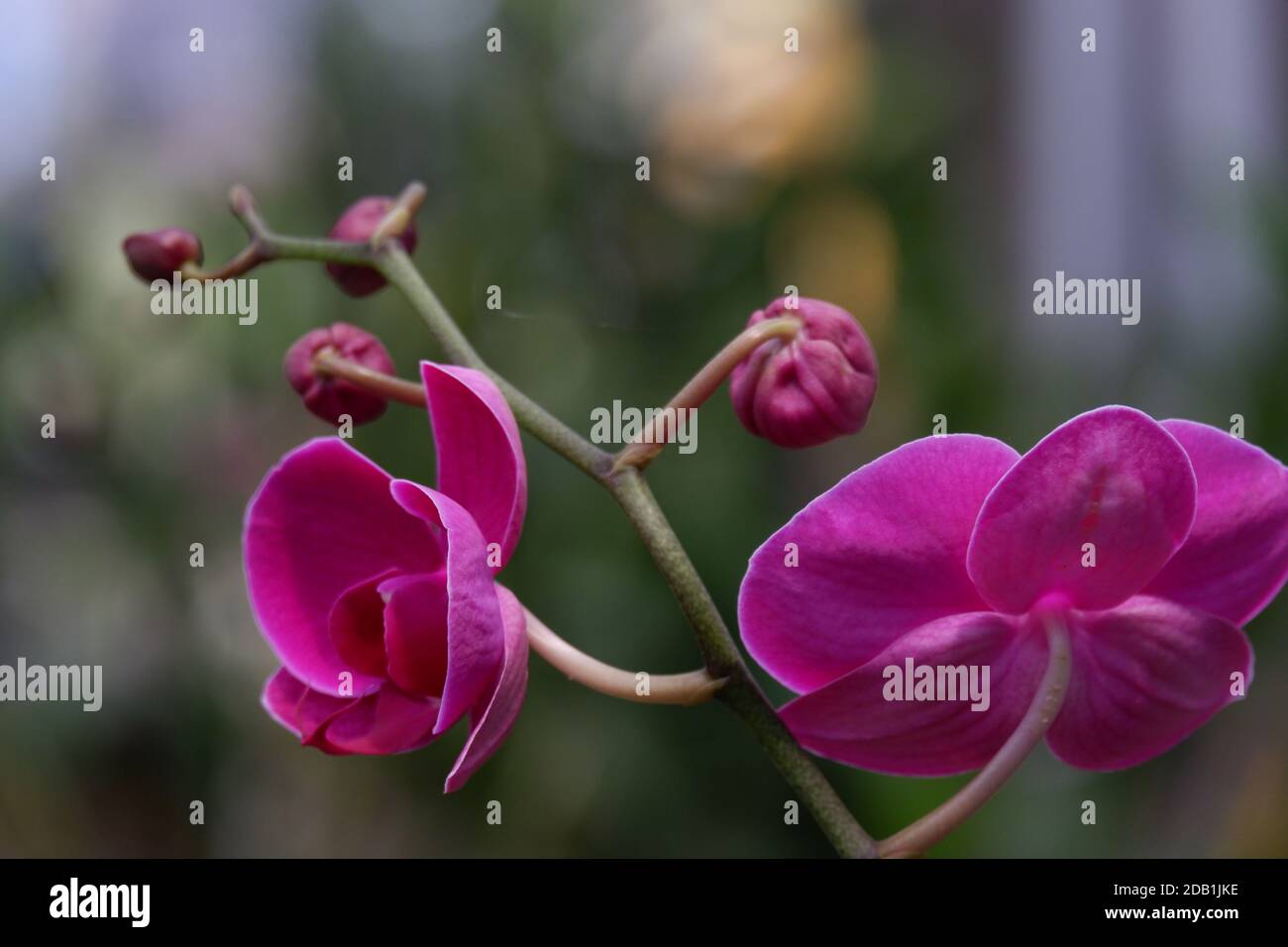 Detail Gambar Bunga Anggrek Bulan Nomer 20