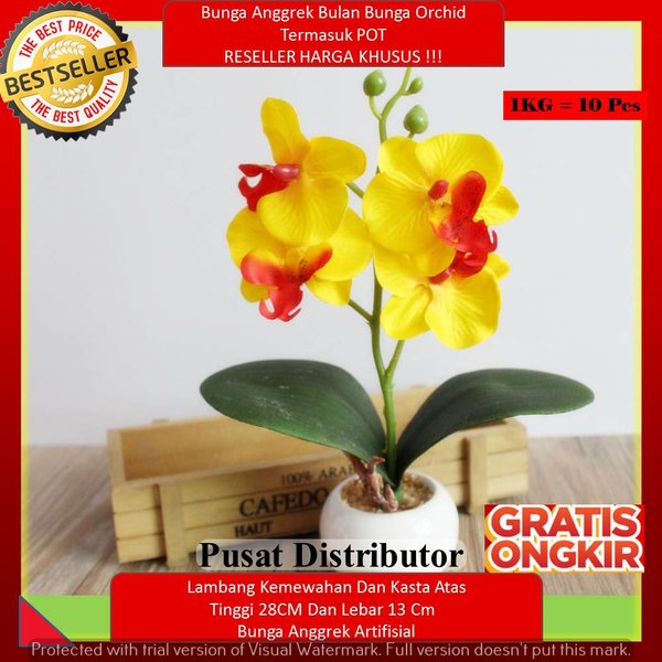 Detail Gambar Bunga Anggrek Bulan Kuning Nomer 39