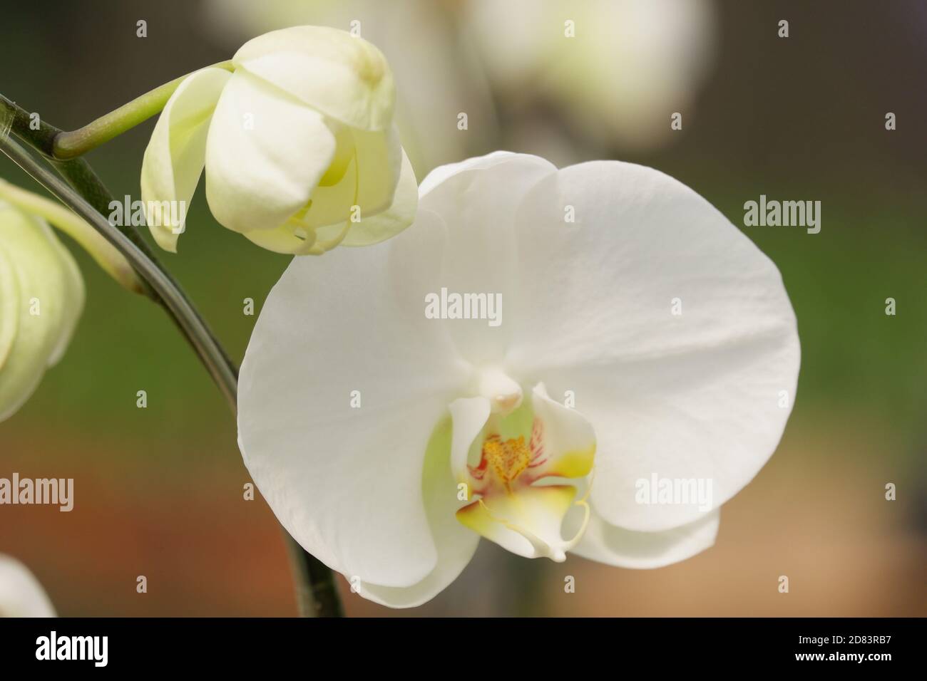 Detail Gambar Bunga Anggrek Bulan Putih Nomer 11