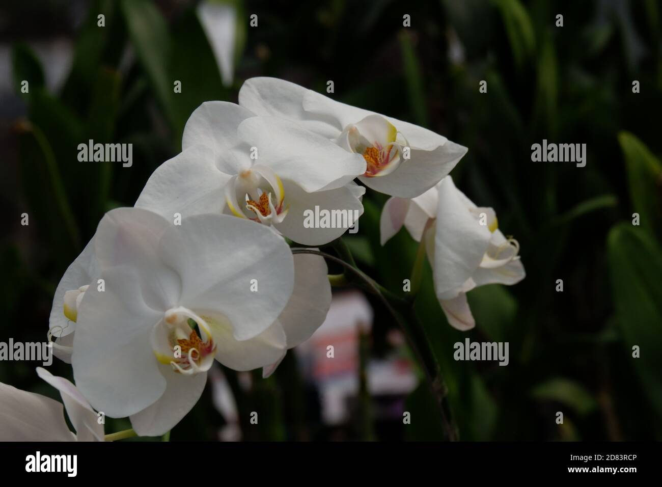 Detail Gambar Bunga Anggrek Bulan Putih Nomer 25