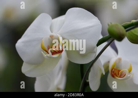 Detail Gambar Bunga Anggrek Bulan Putih Nomer 35