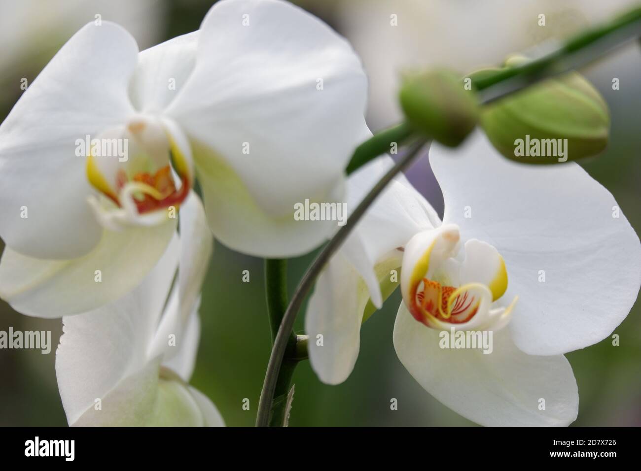 Detail Gambar Bunga Anggrek Bulan Putih Nomer 6