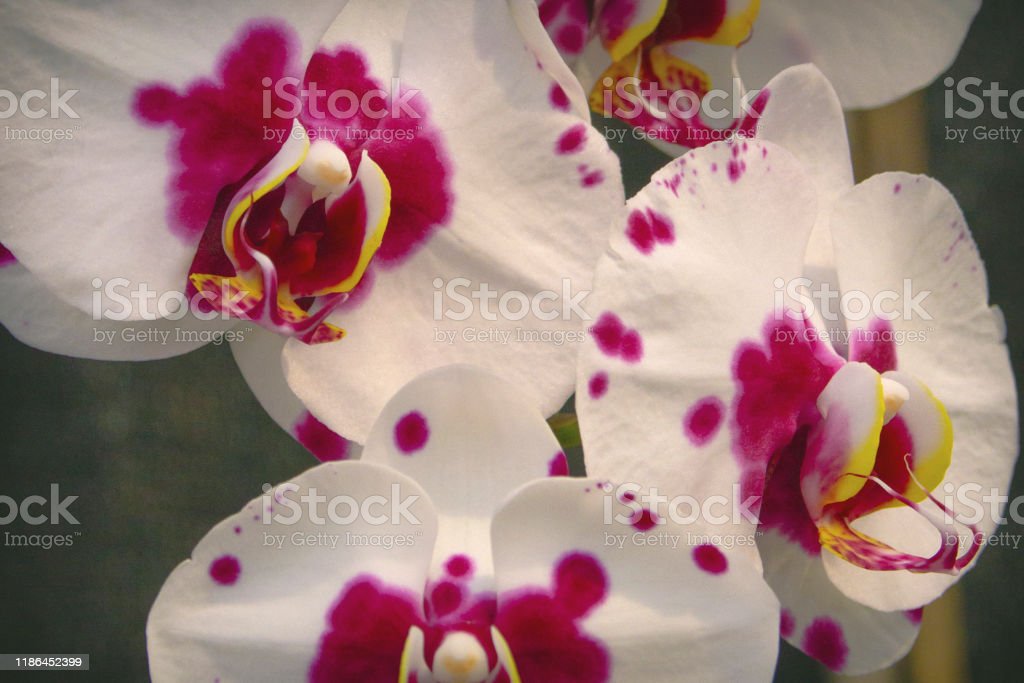 Detail Gambar Bunga Anggrek Bulan Yg Indah Nomer 48