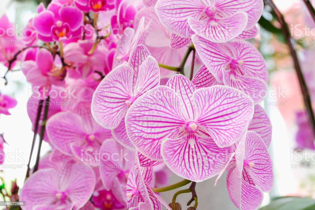 Detail Gambar Bunga Anggrek Cantik Nomer 42