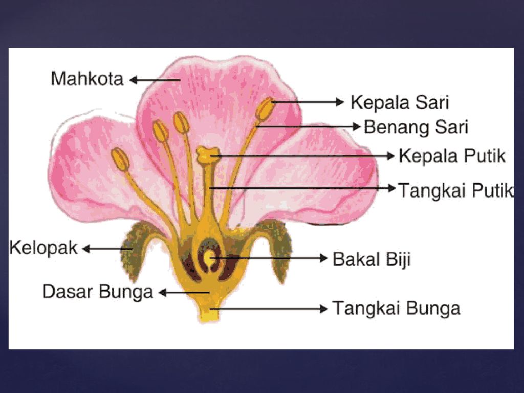 Detail Gambar Bunga Anggrek Dan Bagiannya Nomer 41