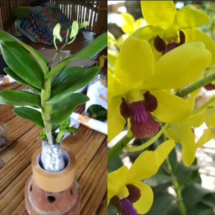 Detail Gambar Bunga Anggrek Dendro Nomer 7