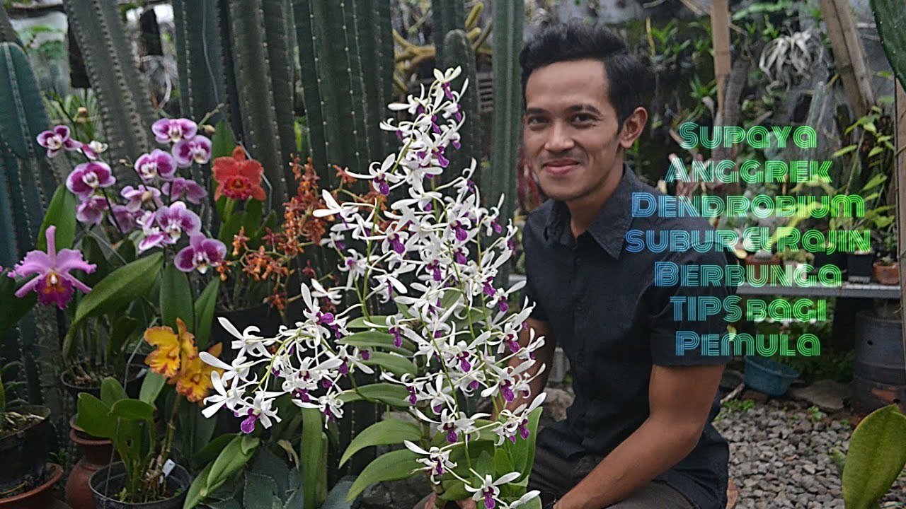 Detail Gambar Bunga Anggrek Dendrobium Nomer 40