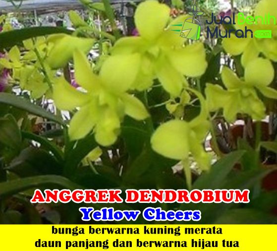 Detail Gambar Bunga Anggrek Dendrobium Nomer 45