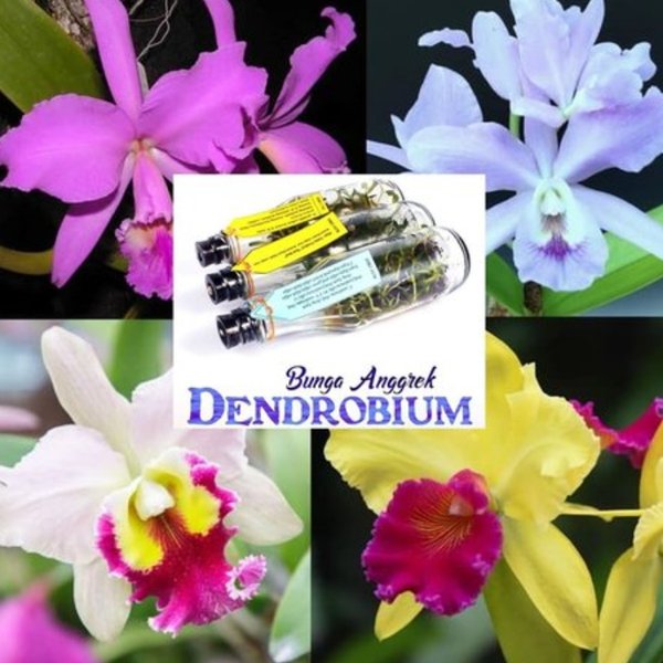 Detail Gambar Bunga Anggrek Dendrobium Nomer 55