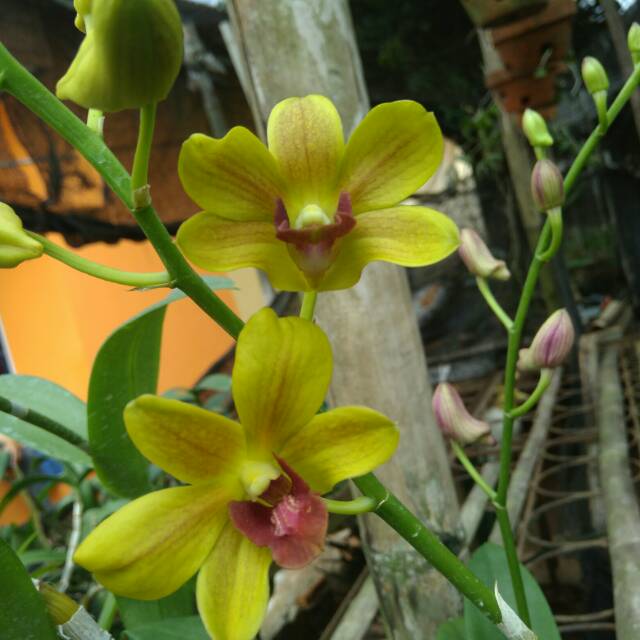 Detail Gambar Bunga Anggrek Dendrobium Nomer 7