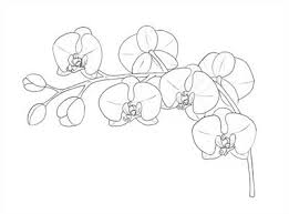 Detail Gambar Bunga Anggrek Dengan Pensil Warna Nomer 23