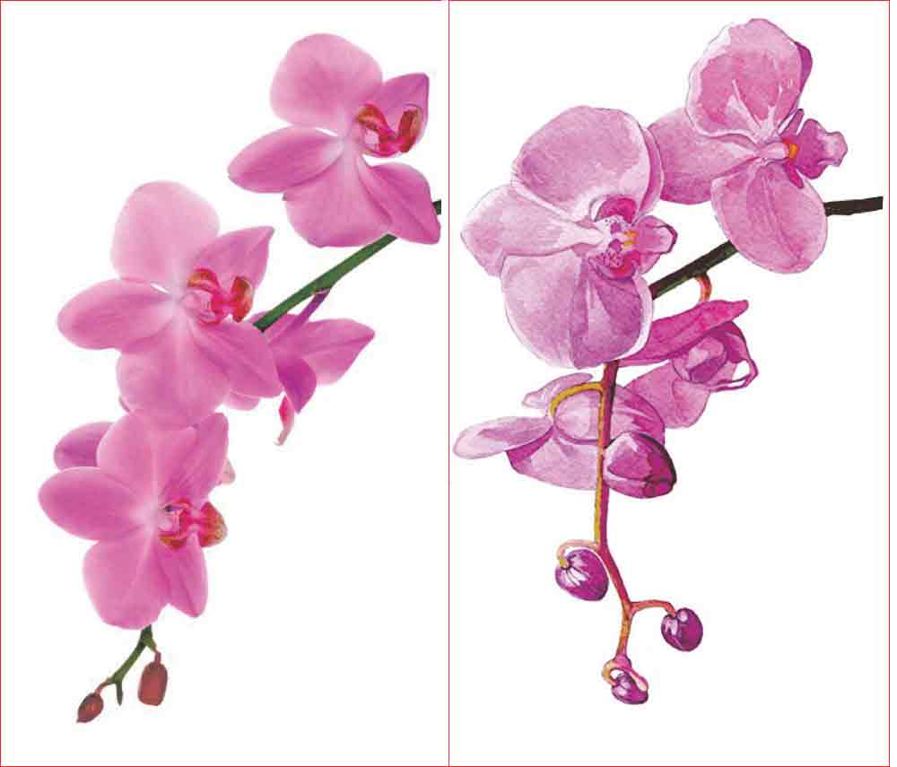 Detail Gambar Bunga Anggrek Dengan Pensil Warna Nomer 29