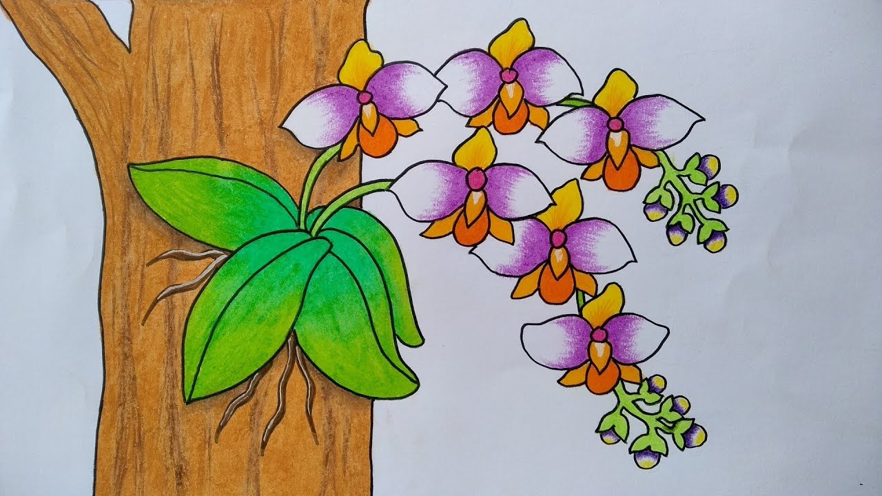 Detail Gambar Bunga Anggrek Dengan Pensil Warna Nomer 6