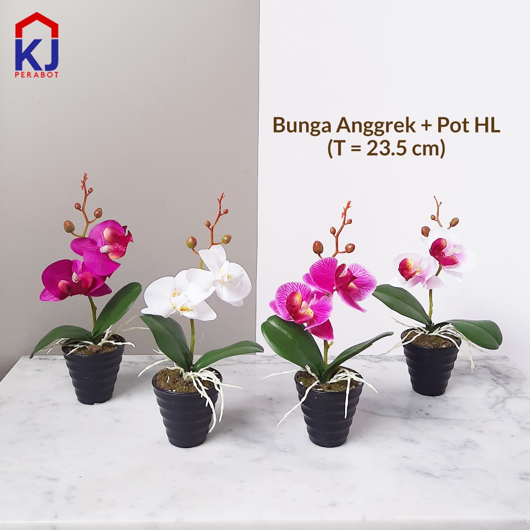 Detail Gambar Bunga Anggrek Di Pot Nomer 15